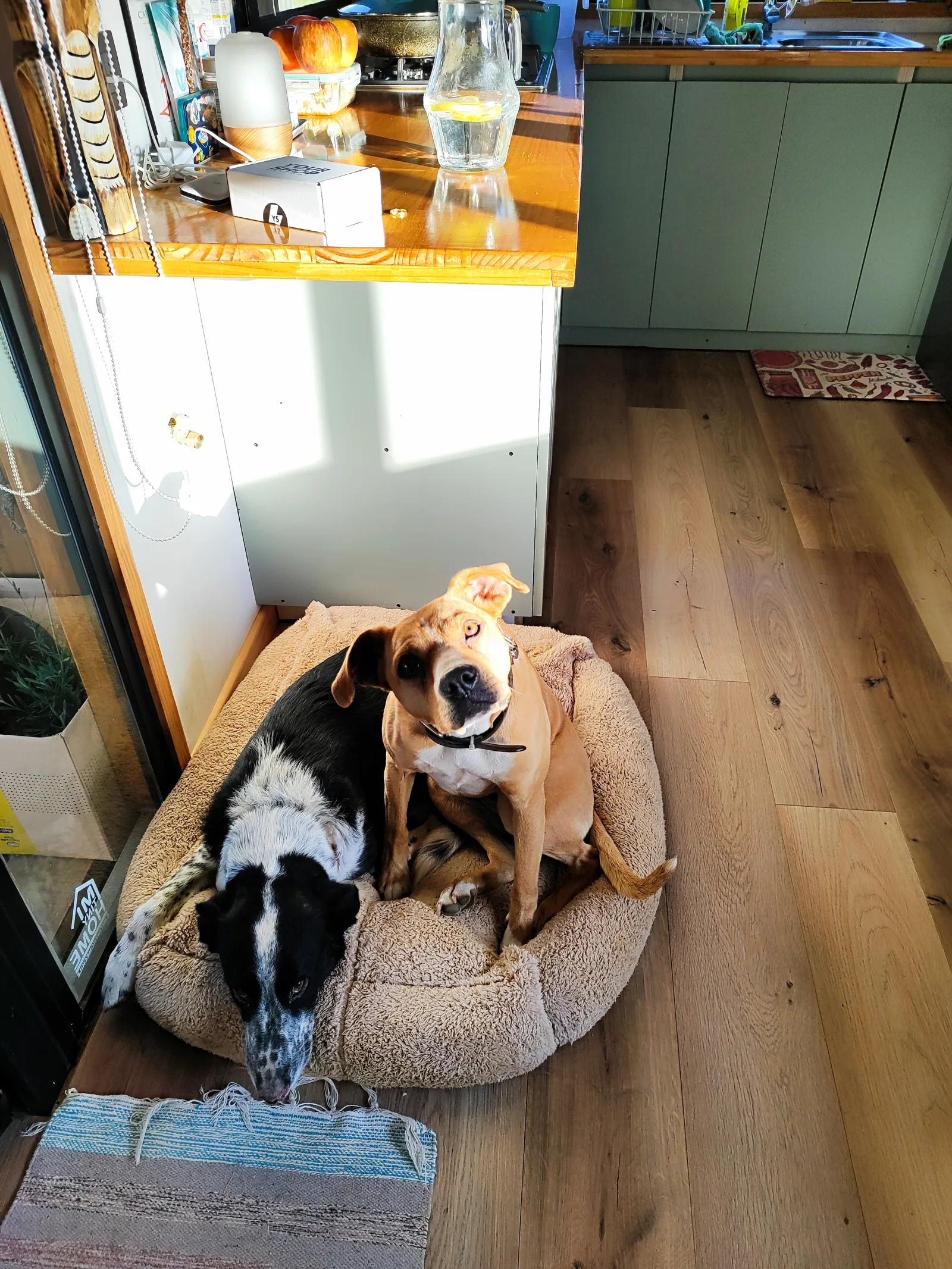El desafío de los 32m²: Cómo vivir en pareja (¡y con dos perros!) sin perder la cabeza